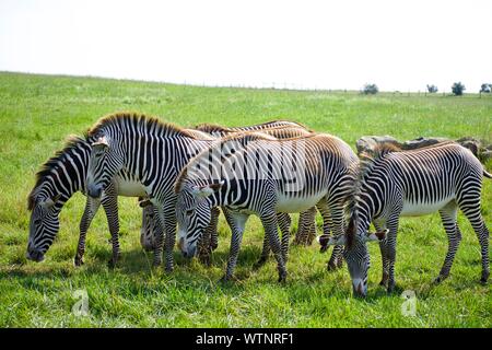 Herd of Grevy's Zebra at The Wild's in Cumberland. Equus grevyl is the largest zebra species. Endangered, there are less than 3000 in the wild. Stripp Stock Photo