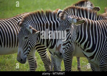 Herd of Grevy's Zebra at The Wild's in Cumberland. Equus grevyl is the largest zebra species. Endangered, there are less than 3000 in the wild. Stripp Stock Photo