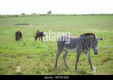 Herd of Grevy's Zebra at The Wild's in Cumberland. Equus grevyl is the largest zebra species. Endangered, there are less than 3000 in the wild. Stripp Stock Photo