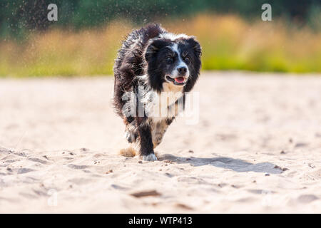 Portait of a running Border Collie dog Stock Photo