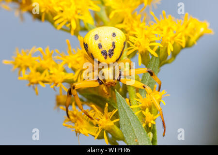 A female Whitebanded Crab Spider (Misumenoides formosipes) waits for prey among Goldenrod flowers. Stock Photo