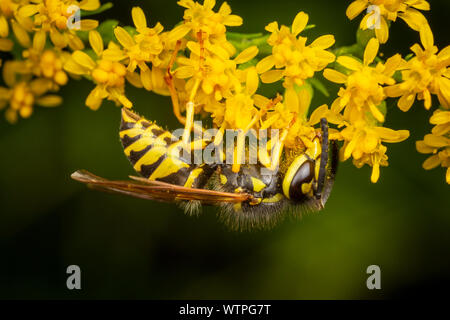 An Eastern Yellowjacket (Vespula maculifrons) forages on a Goldenrod flower. Stock Photo