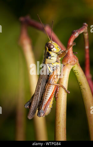 Red-legged Grasshopper (Melanoplus femurrubrum) Stock Photo