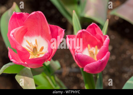 Close-up Tulip macro of anthers with pollen grains of pink Tulip flower. Stock Photo