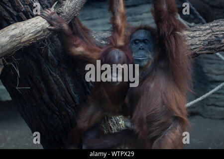 Orangutan With Infant Hanging On Tree Trunk