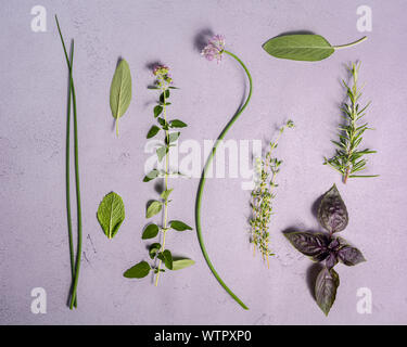 A flat lay collection of garden herbs and their flowers on a white background.