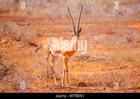 gazelle standing