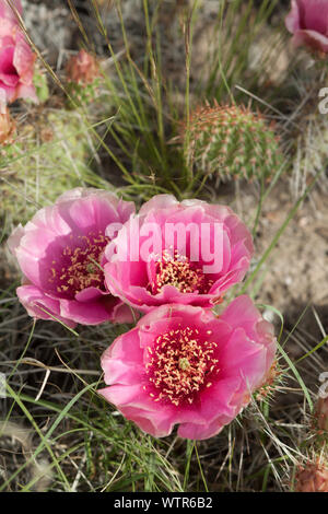 Pink prickly pear cactus blossoms in grassy, prairie habitat