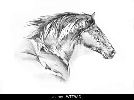 Horse head pencil sketch strokes portrait Vector Image
