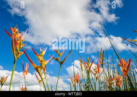 A cluster of Kangaroo Paw flowers and reeds against a cloudy blue-sky clear day at Lake Barrine, Atherton Tablelands, Queensland, Australia. Stock Photo