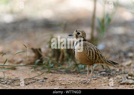 Single Inland Dotterel a little suspicious of my presence until it it saw I posed no threat. Stock Photo