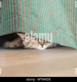 funny cat stealing behind green curtain Stock Photo