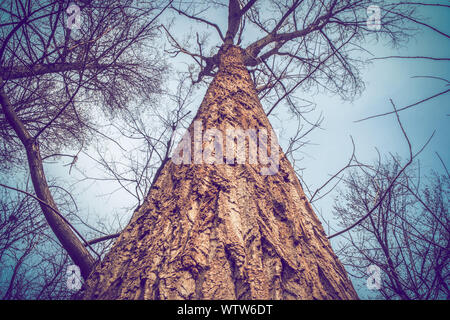 Old big tree trunk, view from bottom, tree bark texture, wide shot Stock Photo