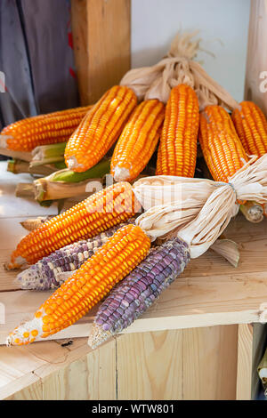 Corn drying on wood for the seeds to cultivate Stock Photo