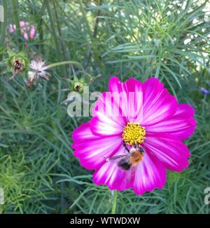 Close-up Of Honey Bee Pollinating Pink Cosmos