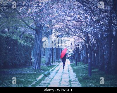 Rear View Of Woman Walking In Red Umbrella Amidst Trees