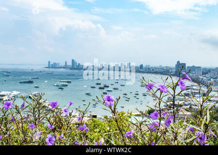 Ruellia tweediana Griseb  and Cityscape view point of Pattaya beaches. Stock Photo