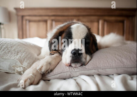 Sweet large dog sleeping on pillows in bed at home Stock Photo