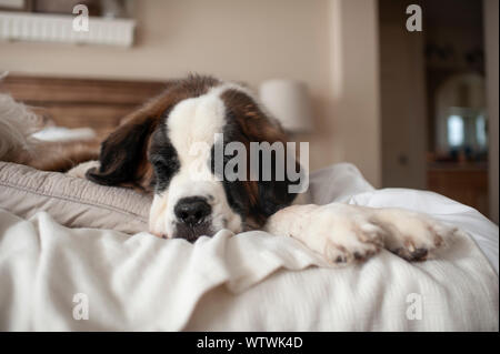 Large Dog laying on a bed at home while taking a nap Stock Photo