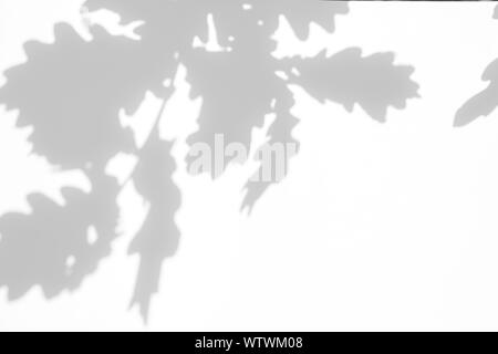 Overlay effect for photo. Gray shadow of the oak tree leaves on a white wall. Abstract neutral nature concept blurred background. Space for text. Stock Photo