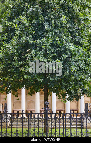 Basque Oak Tree The old oak tree of Gernika - Guernica, Spain. It symbolizes ...