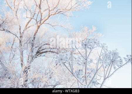 Dry grass against the blue sky in winter. Dry the umbrellas of plants covered with frost, upright. Shining cold in the winter woods. Christmas backgro Stock Photo
