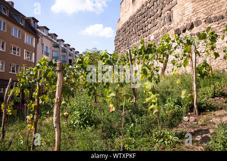grapevine at the historic town gate Severinstorburg at the Chlodwig square in the south part of the town, Cologne, Germany.  Weinreben an der Severins Stock Photo