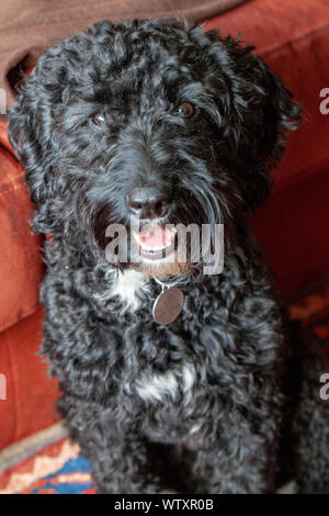 cockapoo Stock Photo