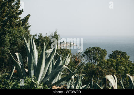 Trees and other vegetation including aloe in the natural environment against the backdrop of the sea. Selective focus. Stock Photo