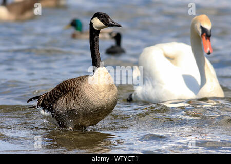 Canada goose standing in the water, a swan in the background Stock Photo