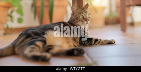 Beautiful short hair cat playing and lying on the floor at the garden at home Stock Photo