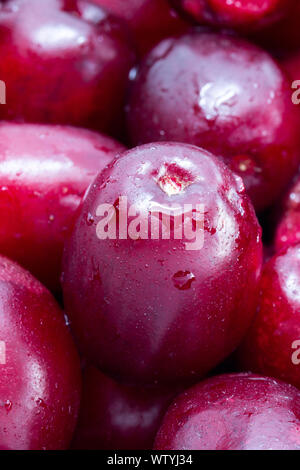 Cornus mas (Cornelian cherry) berries Stock Photo