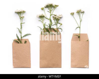 Herbs in craft paper envelopes on clean white background Stock Photo