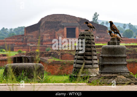 A family of Indian Myna with the Ruins of Vikramshila University, Bihar,  India, in the background. Stock Photo