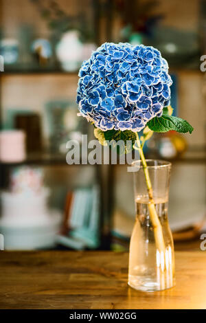 One single beautiful blue blossom hydrangea flowers in a vase on wood table. Close up. Focus on flower. Stock Photo