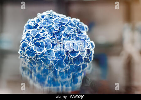 Beautiful blossoming tender soft blue hydrangea or hortensia flower close up. focus on flower. Stock Photo