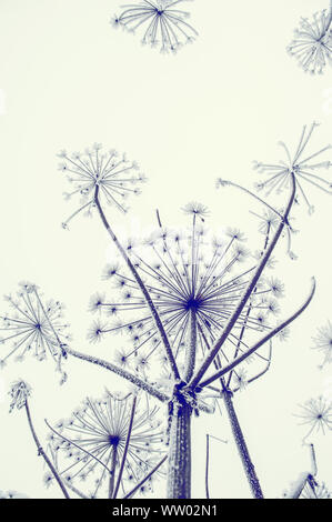 Dry grass against the blue sky in winter. Dry the umbrellas of plants covered with frost, upright. Shining cold in the winter woods. Christmas backgro Stock Photo