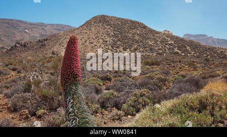 Echium wildpretii, also known as Tajinaste rojo flower, growing in its own habitat, a protected endemic biennial plant found at high altitude in Teide Stock Photo