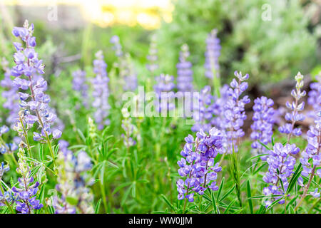 Many purple blue lupine flowers in sunlight on Sunnyside trail hike during early 2019 summer spring in Aspen, Colorado Stock Photo