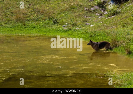 Beauty German shepherd dog in a mountain pond