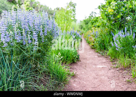 Many purple blue lupine flowers along dirt road path on Sunnyside trail hike during early 2019 summer spring in Aspen, Colorado Stock Photo