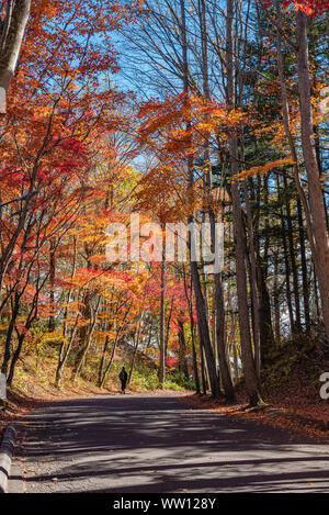 Karuizawa autumn scenery street view, colorful tree with red, orange, yellow, green, golden colors around the town in sunny day. Famous tourist attrac Stock Photo