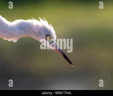 Profile of a immature little blue heron