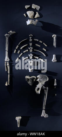 Skeleton of Australopithecus afarensis.Lucy.3.2.million year old skeleton excavated in Ethiopia.One of the first hominins to walk truly upright.Hadar. Stock Photo