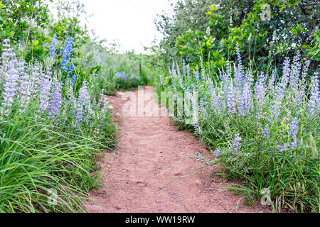 Many blue lupine wildflowers along dirt road path on Sunnyside trail hike during early 2019 summer spring in Aspen, Colorado Stock Photo