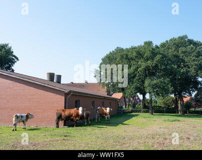 cows near typical red brick farm between Lingen and Rheine in lower saxony Stock Photo