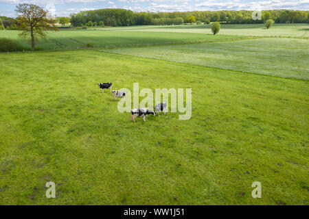 Aerial view of a green pasture with cows grazing in Lisburn, Northern ...