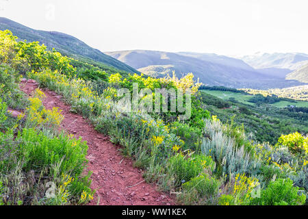 Morning on steep Sunnyside Trail in Aspen, Colorado in Woody Creek neighborhood in early 2019 summer with yellow wildflowers Stock Photo