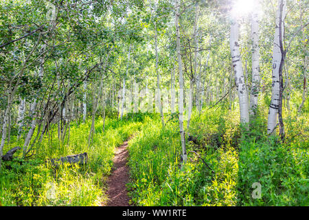 Forest on Sunnyside Trail in Aspen, Colorado in Woody Creek neighborhood in morning of early 2019 summer with wildflowers and dirt road path Stock Photo