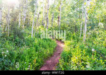 Forest sunlight on Sunnyside Trail in Aspen, Colorado in Woody Creek neighborhood in early 2019 summer with wildflowers and dirt road path Stock Photo